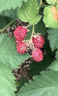 IMG_5743 2.jpg